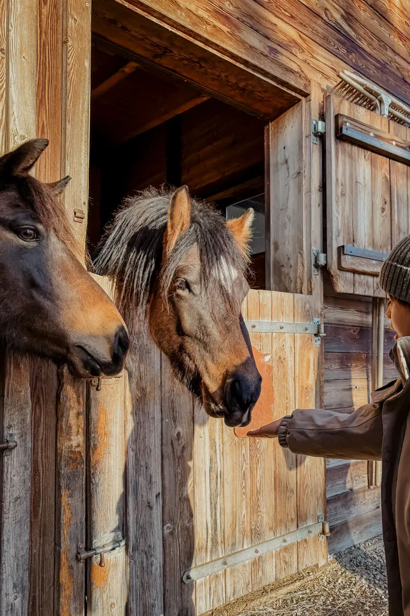 Ponys